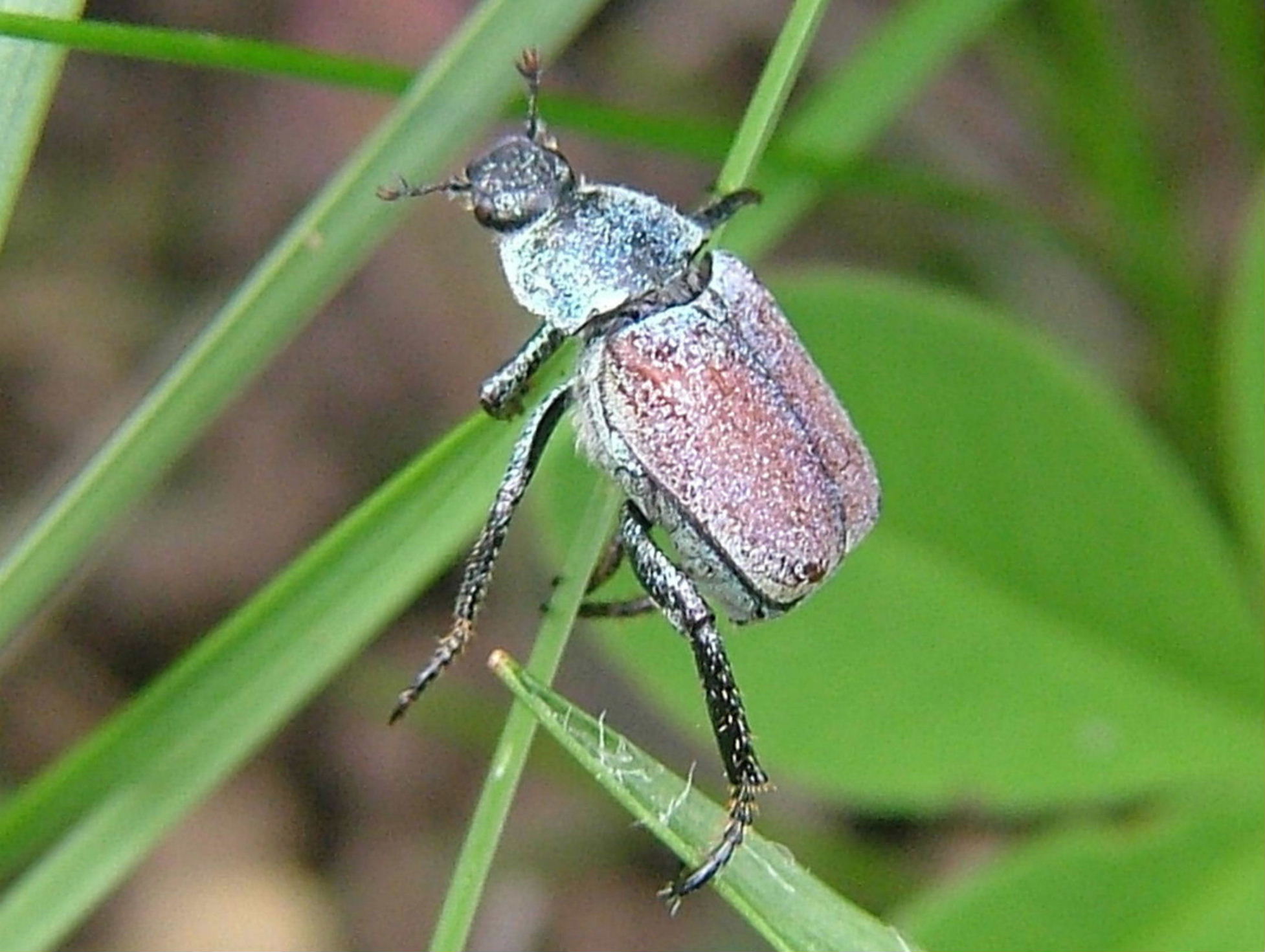 Hoplia sp.